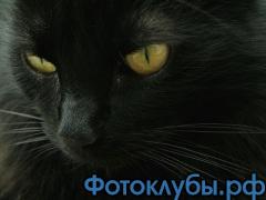 День защиты черных котов в Италии